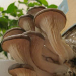 mushrooms_604